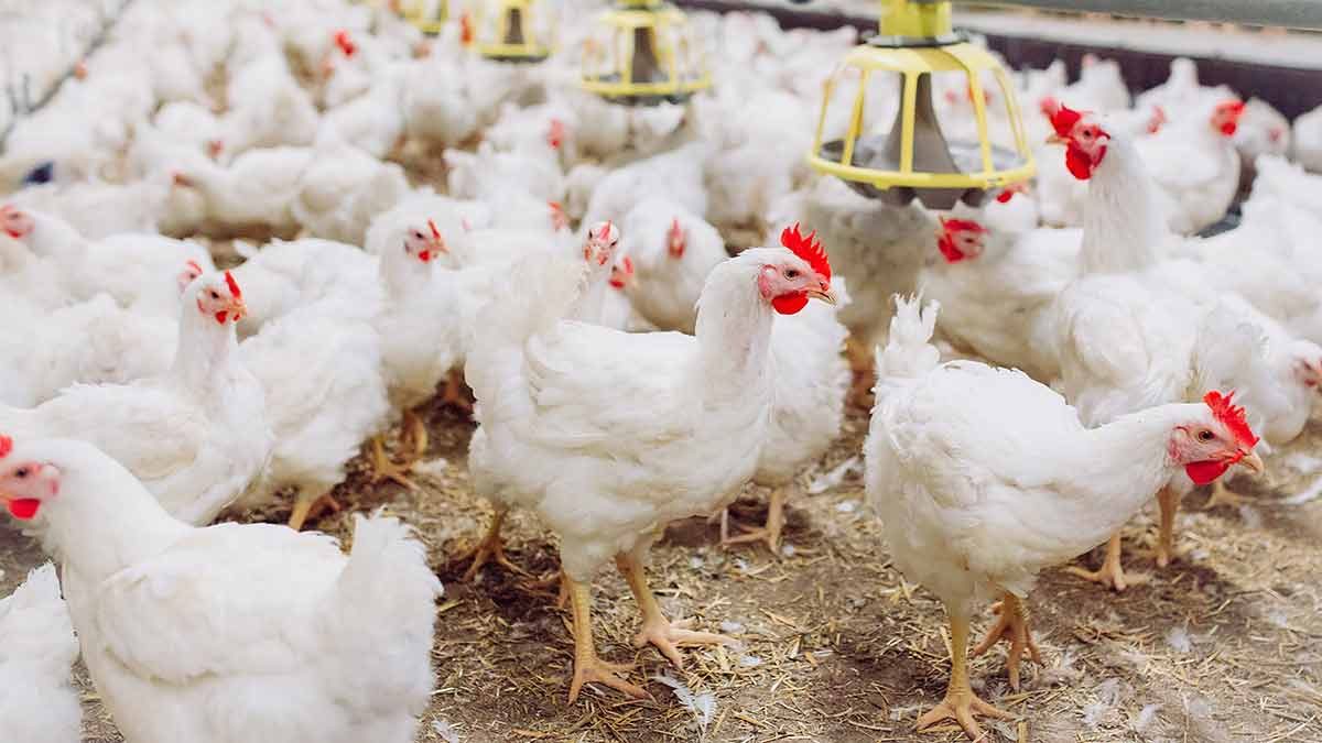 White chickens on the poultry farm