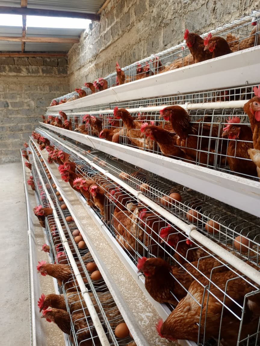 Row of chicken cages