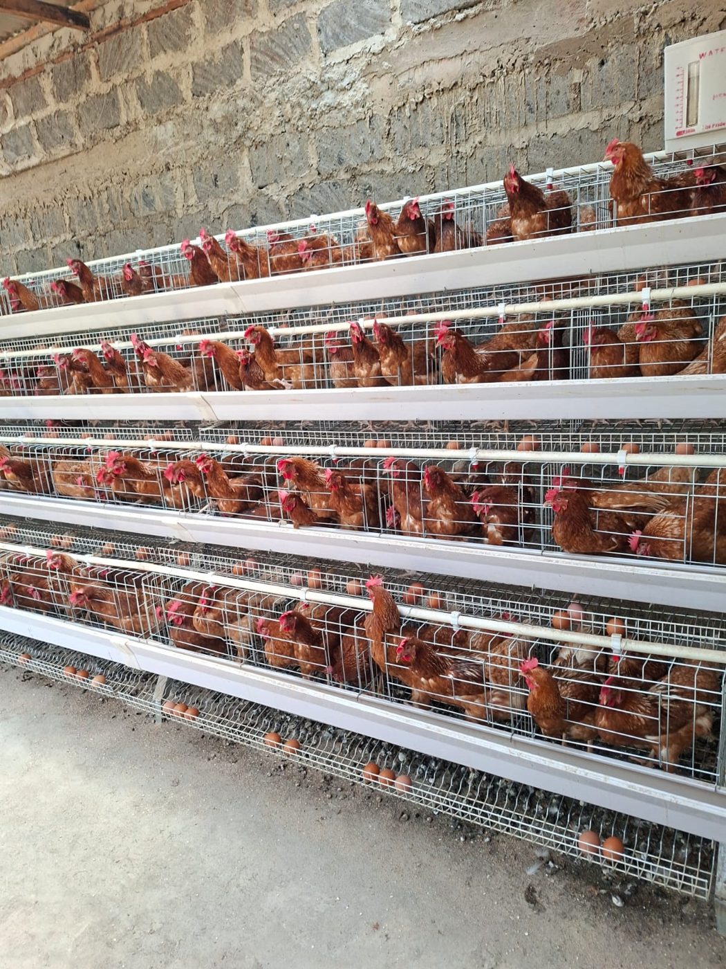 Tiered cage system