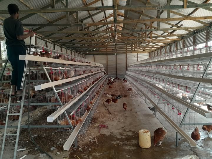 Poultry house with tiered cages