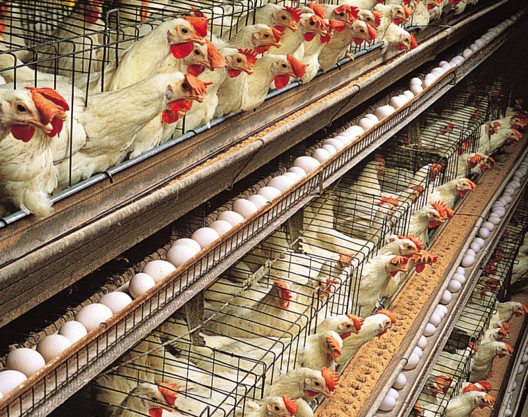 Hens in cages with eggs